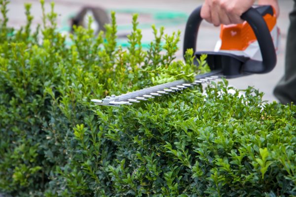 Cost of Hedge Pruning in Yorba Linda