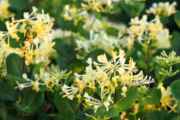 Cost of Honeysuckle Removal in Yorba Linda