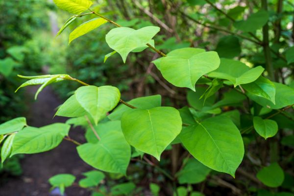 Cost of Invasive Plant Removal in Yorba Linda