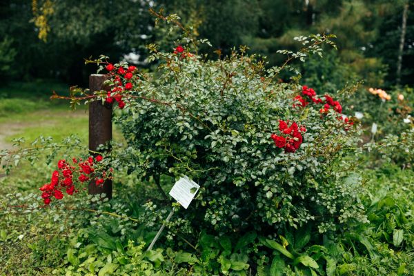 Cost of Rose Bush Removal in Yorba Linda