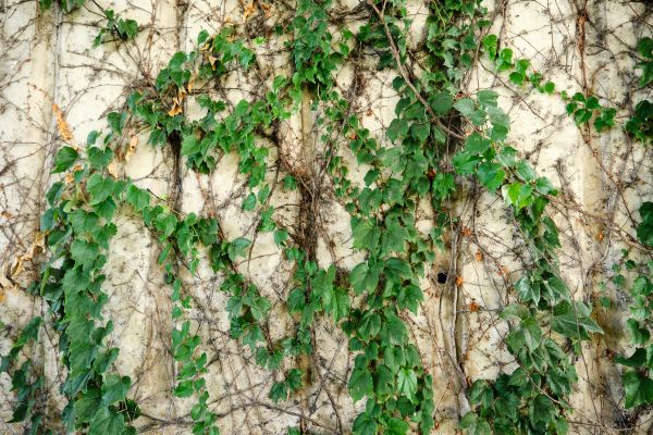 Cost of Vine Removal Service in Yorba Linda