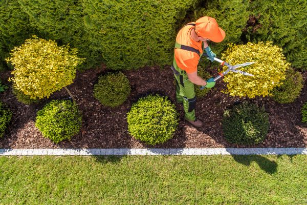 Cost of Topiary Trimming in Yorba Linda