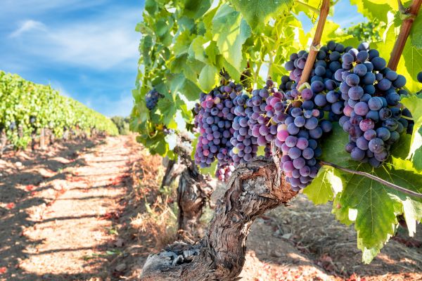Cost of Grapevine Pruning in Yorba Linda