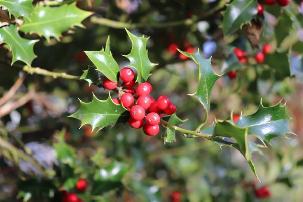 Cost of Holly Tree Trimming in Yorba Linda