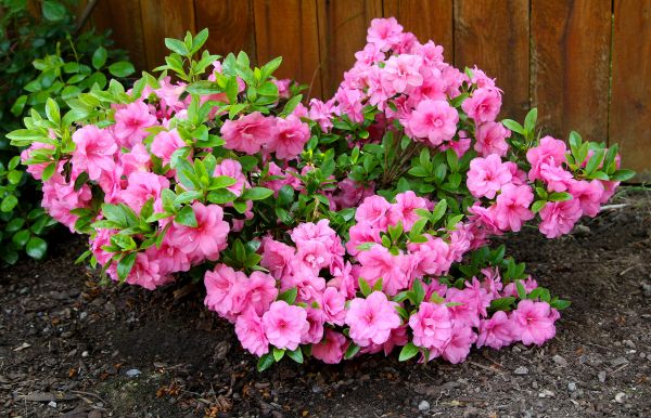 Cost of Azaleas Removal in Yorba Linda
