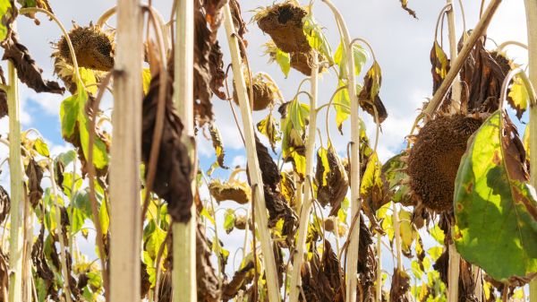 Cost of Dead Plant Removal in Yorba Linda