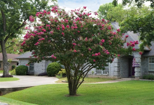 Cost of Crepe Myrtle Trimming in Yorba Linda