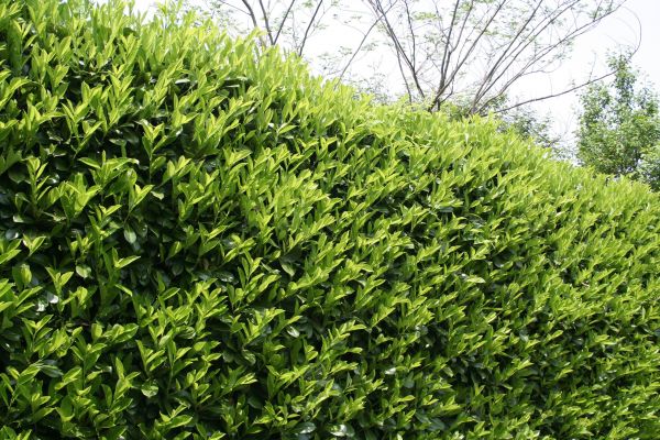 Cost of Laurel Shrub Removal in Yorba Linda