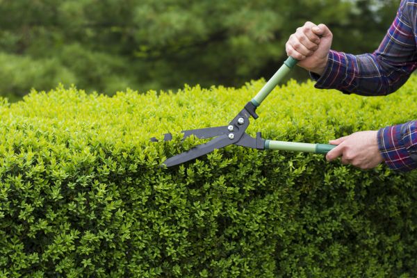 Cost of Evergreen Shrub Pruning in Yorba Linda