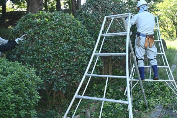 Cost of Holly Shaping in Yorba Linda