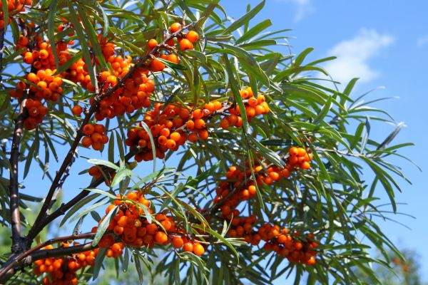 Buckthorn Elimination