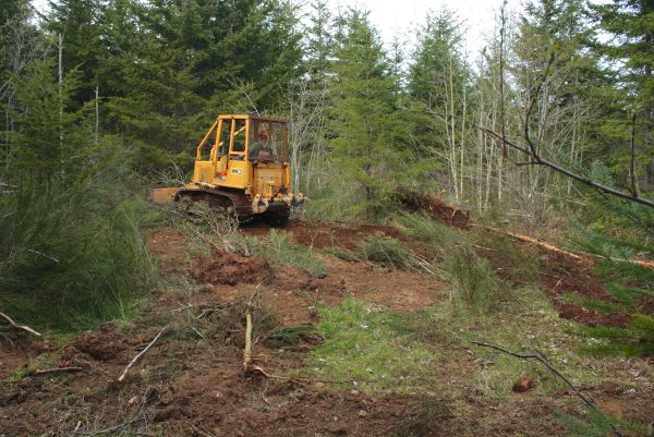 Cost of Shrubbery Clearing in Yorba Linda