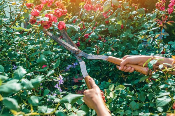 Cost of Knockout Roses Pruning in Yorba Linda