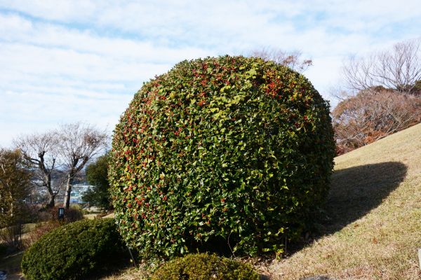 Cost of Holly Shrub Pruning in Yorba Linda