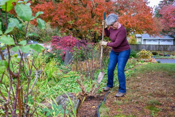 Cost of Dead Bush Removal in Yorba Linda