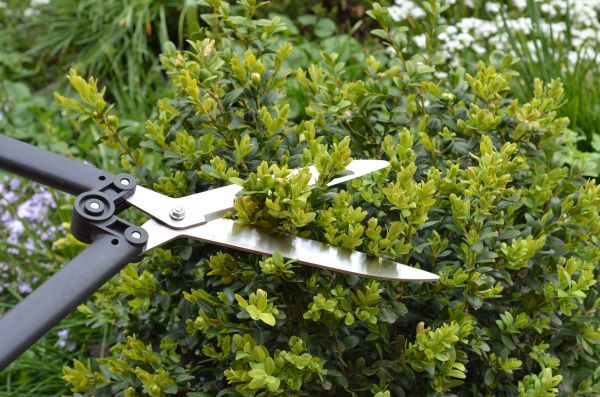Cost of Boxwood Trimming in Yorba Linda
