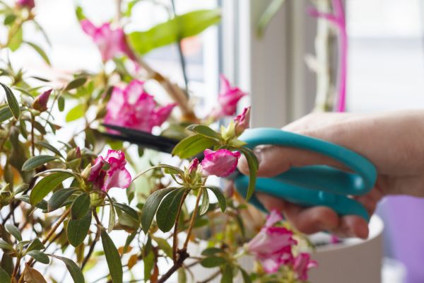 Cost of Azalea Pruning in Yorba Linda