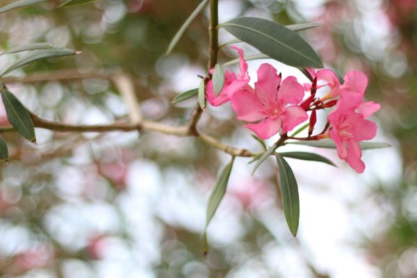Cost of Oleander Removal in Yorba Linda