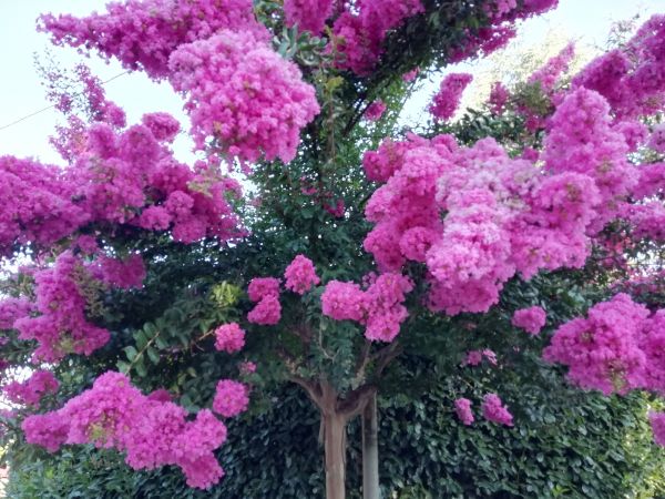 Cost of Crape Myrtle Pruning in Yorba Linda
