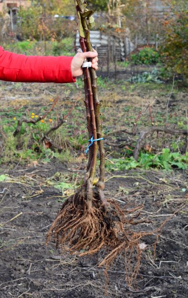 Cost of Shrub Root Removal in Yorba Linda