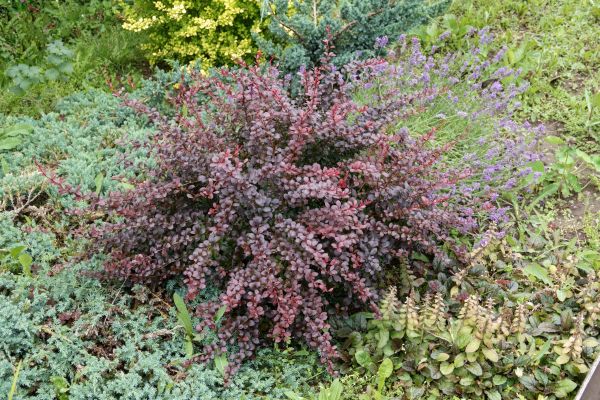 Cost of Japanese Barberry Removal in Yorba Linda