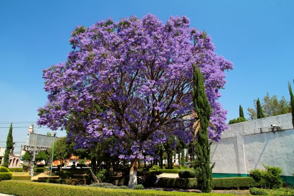 Cost of Jacaranda Pruning in Yorba Linda