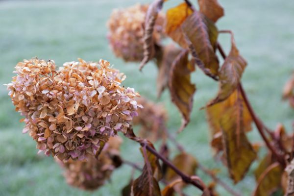 Cost of Hydrangea Removal in Yorba Linda