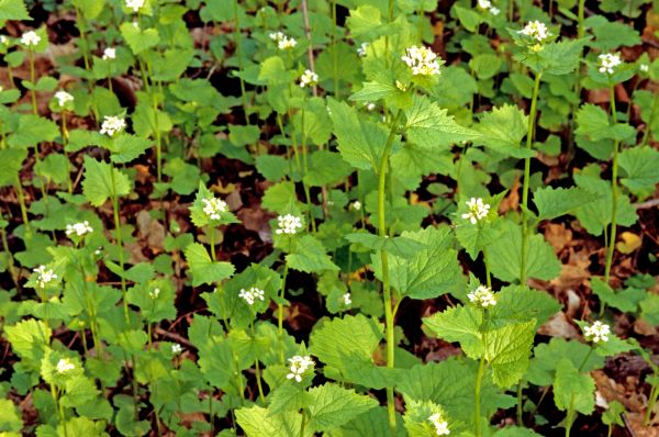 Cost of Garlic Mustard Removal in Yorba Linda