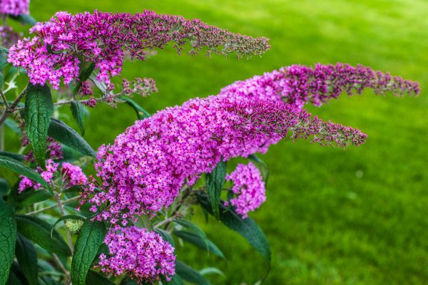 Cost of Butterfly Bush Removal in Yorba Linda