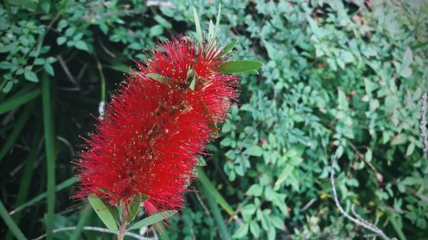 Cost of Bottlebrush Pruning in Yorba Linda