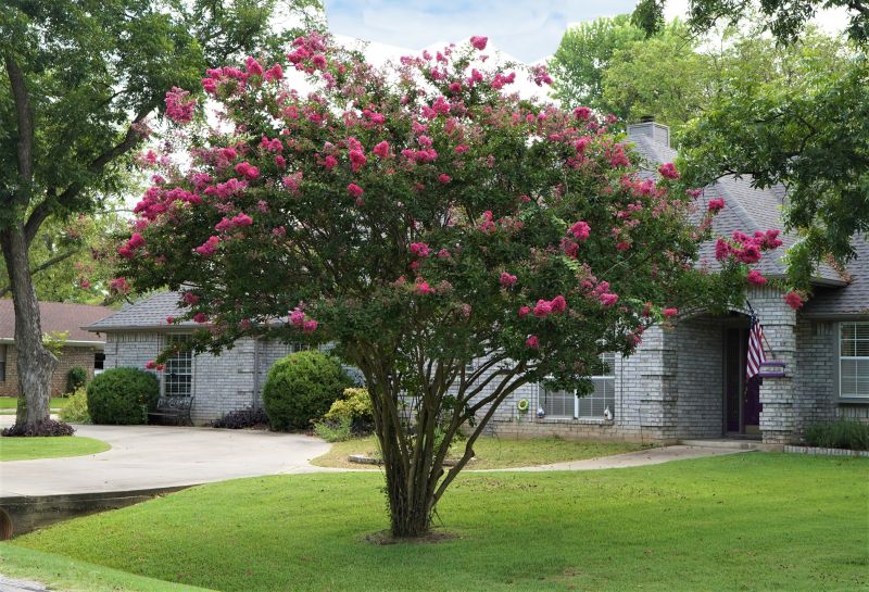 Crape Myrtle Pruning