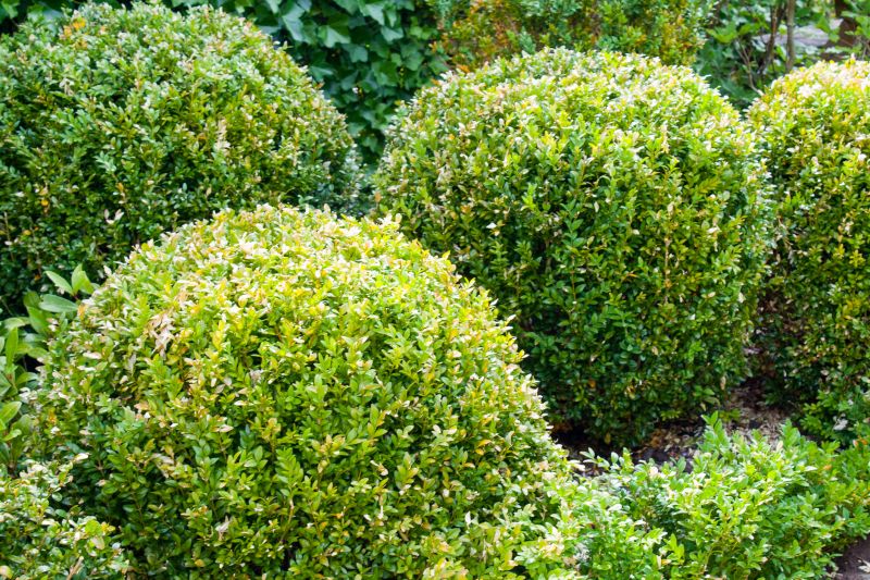 Recently Trimmed Shrubs
