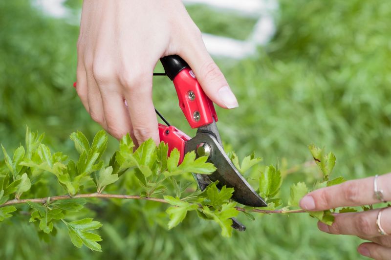 Close-up of Pruned Shrubs